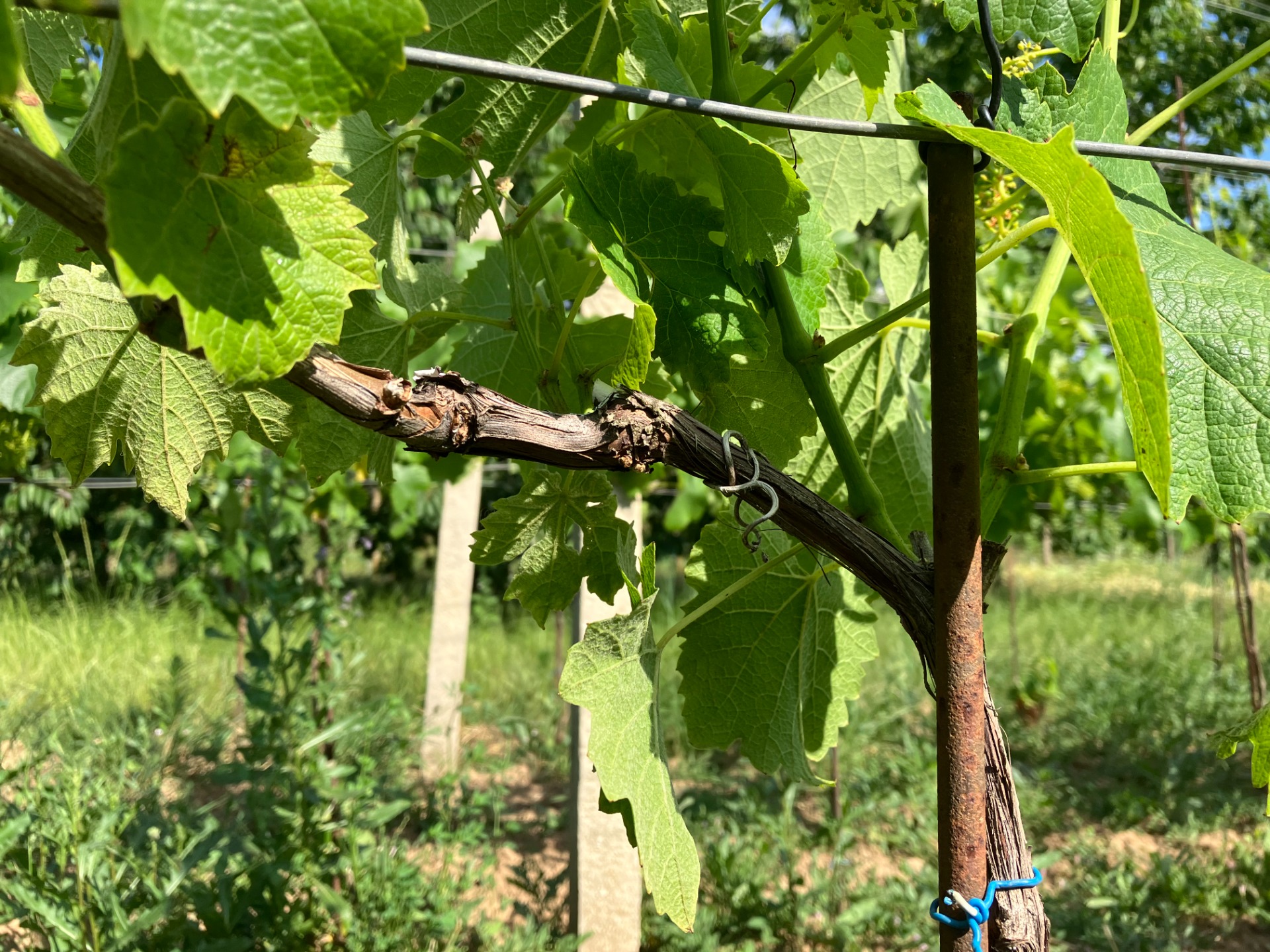 Pohled na vinnou hlavu odrůdy Rulandské modré (Pinot Noir)