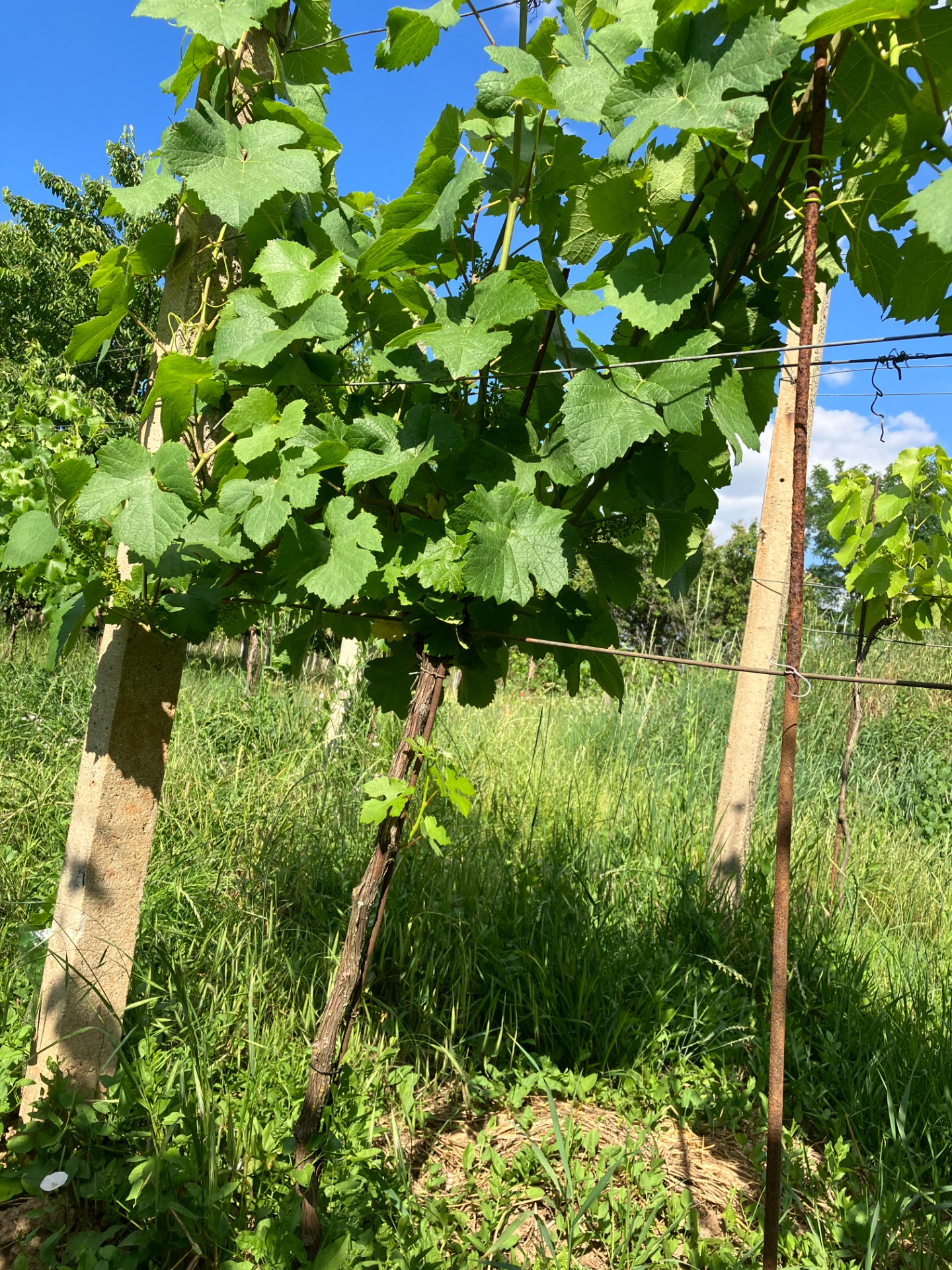 Pohled na vinnou hlavu odrůdy Rulandské modré (Pinot Noir)